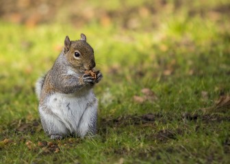 Gray Squirrel