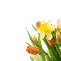 Blumen  Freisteller - Osterglocken und Tulpen