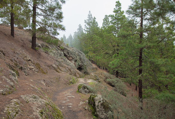 Fototapeta premium Inland Gran Canaria, fog at Las Montanetas