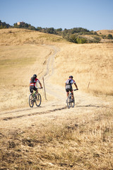 Fototapeta premium Cyclists among a field of wheat