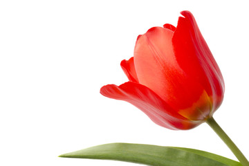 Red tulip