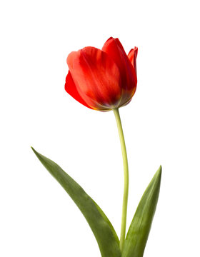 Tulip with two leaves