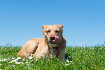 Dog laying in grass