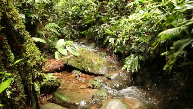 Stream running through humid rainforest, Ecuador