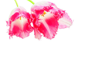 Pink double tulips on white background