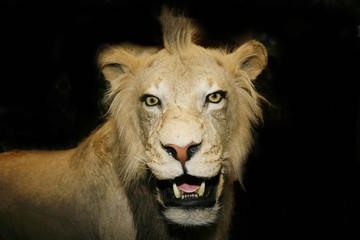 Obraz na płótnie Canvas Head of a lion