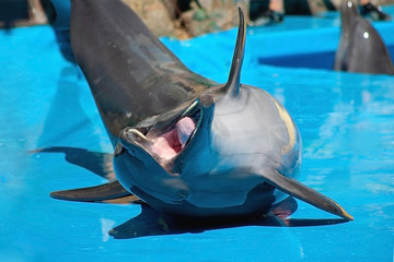 laughing dolphin