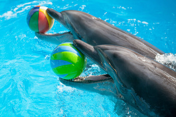 Dolphin playing with the balls