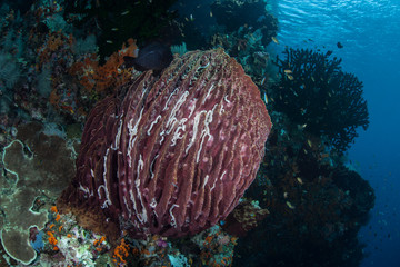 Fototapeta premium Barrel Sponge on Reef