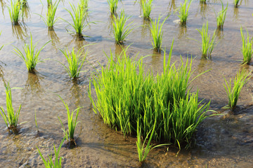 rice sprouts