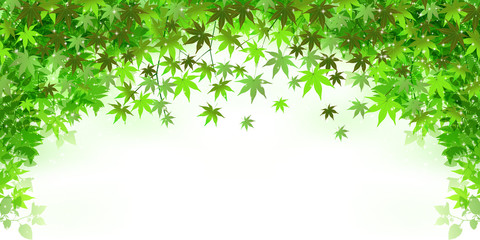 Fototapeta premium 葉 新緑 背景