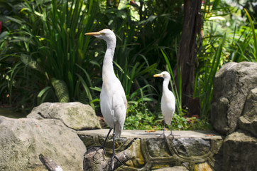 Cattle egret closeup in the park