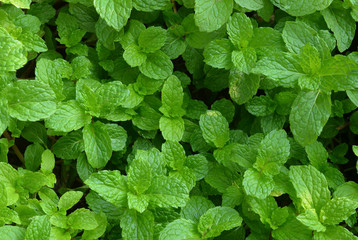 mint leaves