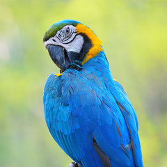 Blue and Gold Macaw