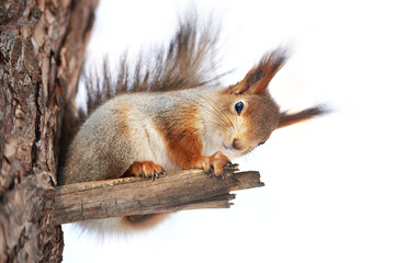 Naklejka na ściany i meble Squirrel on tree isolated