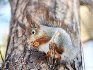 Naklejka na ściany i meble Squirrel eating on tree with nut