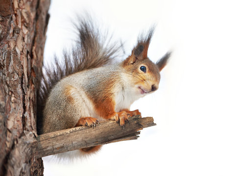 Squirrel on tree isolated © Sergey Ryzhov