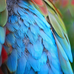 Fototapeta premium Greenwinged Macaw feathers