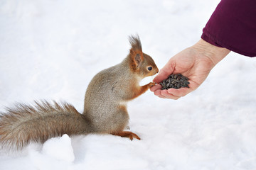 Man feeds squirrel seeds with their hands