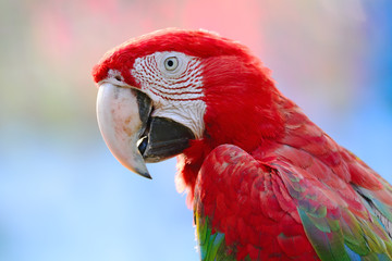 Greenwinged Macaw