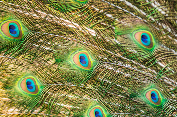 male green peacock feathers