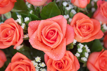 beautiful pink roses in a bouquet with water drops