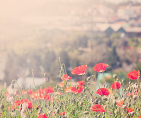 Fototapeta premium Poppies in a green park, spring background
