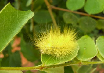 yellow hairy caterpillar