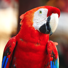 Scarlet Macaw