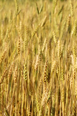 Blur Barley field grain growth