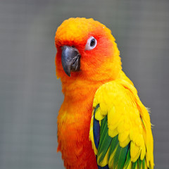 Sun Conure