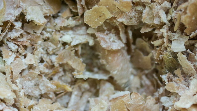 screwworm maggots closeup