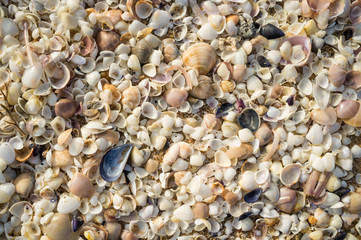 Shells