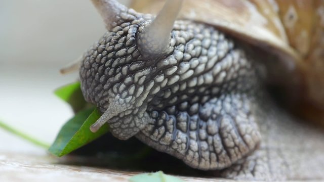 Extreme closeup of the snail eating green leaf.