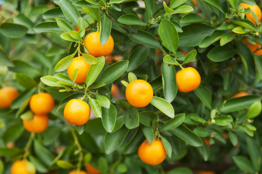 tangerine tree,  image with selective soft focus