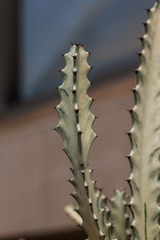 the cactus in dry area