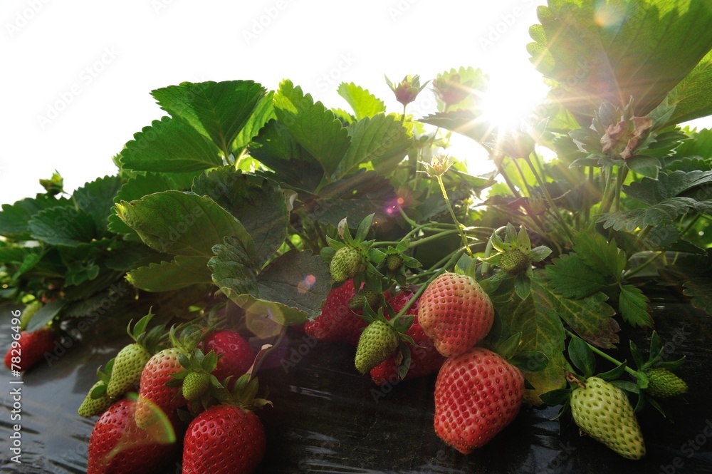 Wall mural  strawberry plants grow in garden