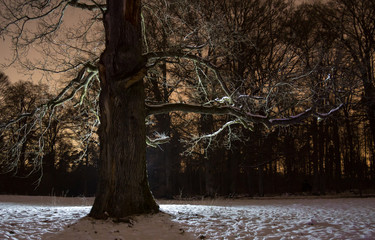 Baum im Winter bei Gegenlicht