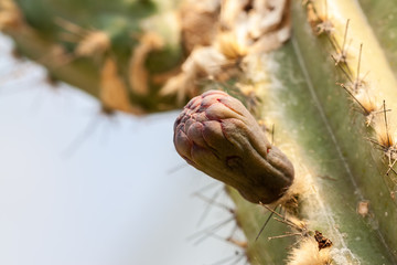 the cactus in dry area