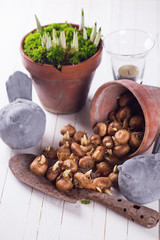 Bulb of spring flowers