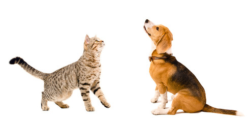 Curious beagle dog  and  cat Scottish Straight together
