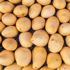 Yellow mango in market, Thailand
