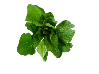 green vegetable on white background