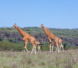 Giraffes herd in savannah