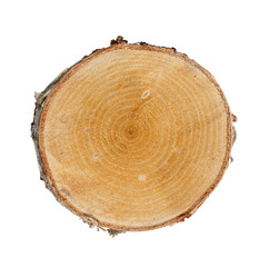 Fototapeta premium Tree cut