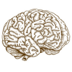 engraving antique illustration brain