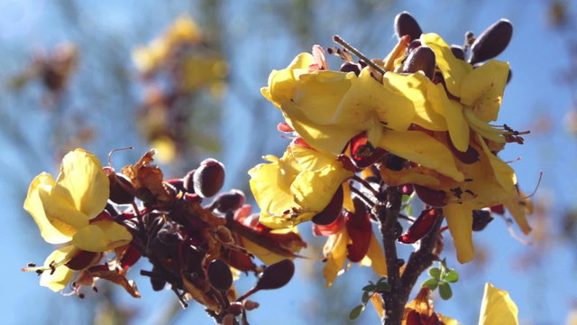 Creosote Bush Spring Flowering Macro