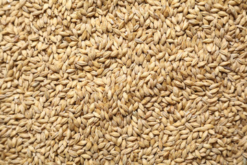 Malt grains