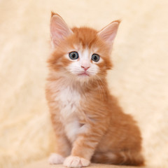 Young red-haired Maine Coon kitten