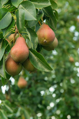 Ripe Pears on Pear Tree